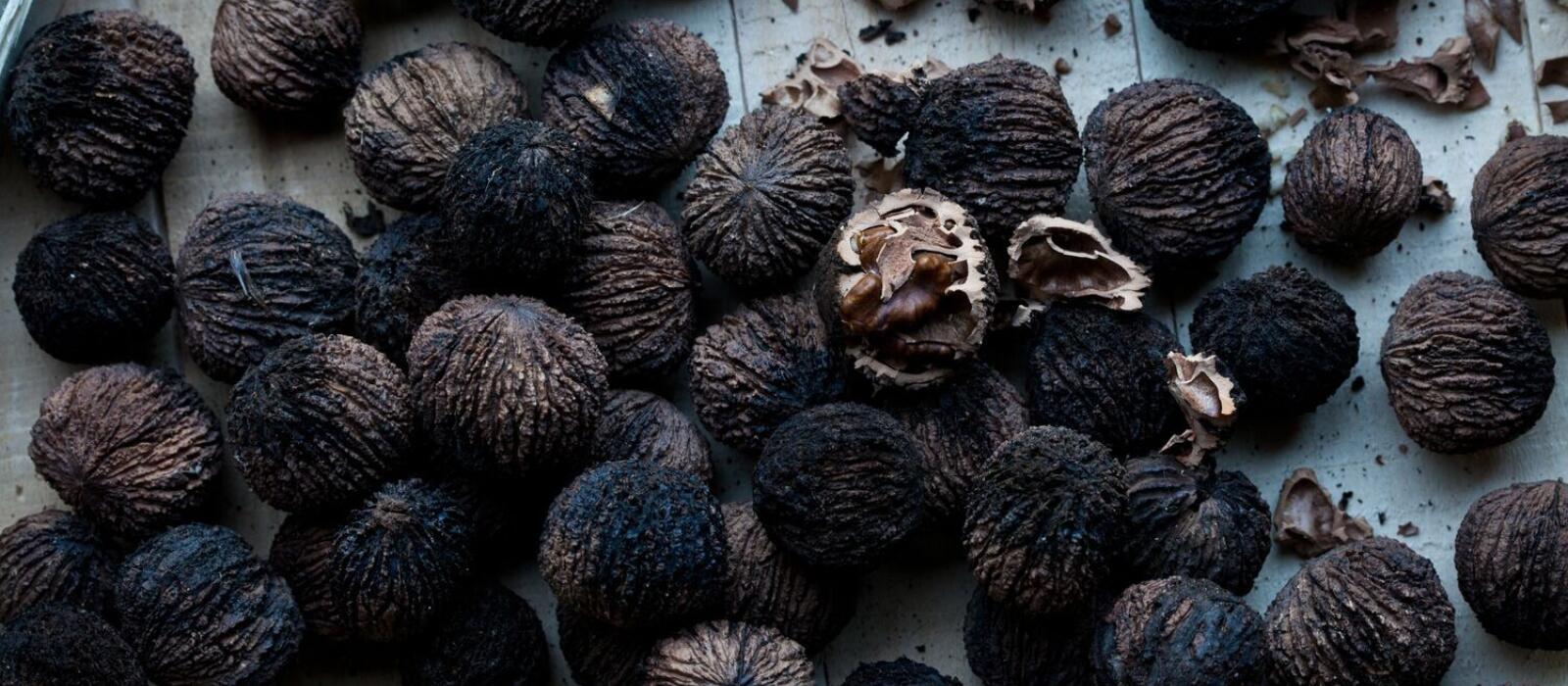 Black walnut