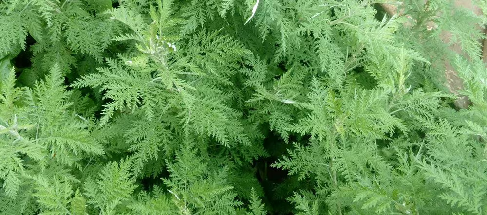 Wormwood